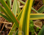 Aas-rebasesaba  'Aureovariegatus'