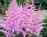 Astilbe 'America'
