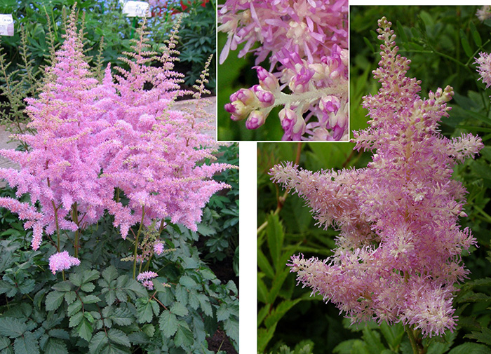 Jauna Perennials - Astilbe 'America' / Stādu audzētava "Baižas"