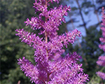 Astilbe 'Amethyst'