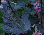 Astilbe 'Dunkellachs'