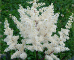Astilbe 'Ellie'