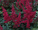 Astilbe 'Fanal'
