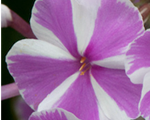 Floksis plankumainais 'Natasha'