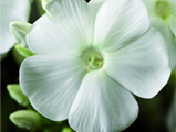 Floksis skarainais 'Peacock White'