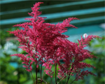 Astilbe 'Aphrodite'
