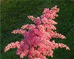 Astilbe 'Atrorosea'