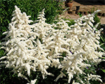 Astilbe 'Avalanche'