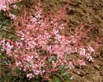 Astilbe 'Baby Rosea'