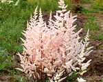 Astilbe 'Bronzelaub'