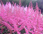 Astilbe 'Cattleya'