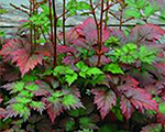 Astilbe 'Color Flash'