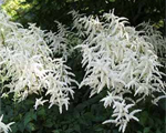 Astilbe 'Deutschland'