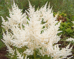 Astilbe 'Diamant'