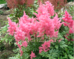 Astilbe 'Dusseldorf'