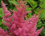 Astilbe 'Federsee'