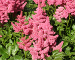 Astilbe 'Gertrud Brix'