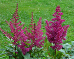 Astilbe 'Elizabeth van Veen'