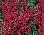 Astilbe 'Burgundy Red'