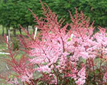 Astilbe 'Delft Lace'
