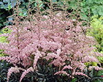 Astilbe 'Flamingo'