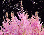 Astilbe 'Hyacinth'
