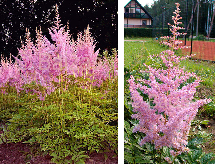 Jauna Perennials - Astilbe 'Hyacinth' / Stādu audzētava "Baižas"