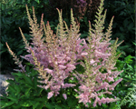 Astilbe 'Intermezzo'