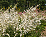 Astilbe 'Koning Albert'
