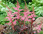 Astilbe 'Key West'