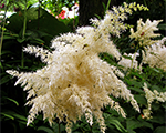 Astilbe Koreana