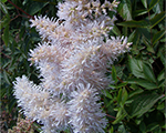 Astilbe 'Koreana Pink'