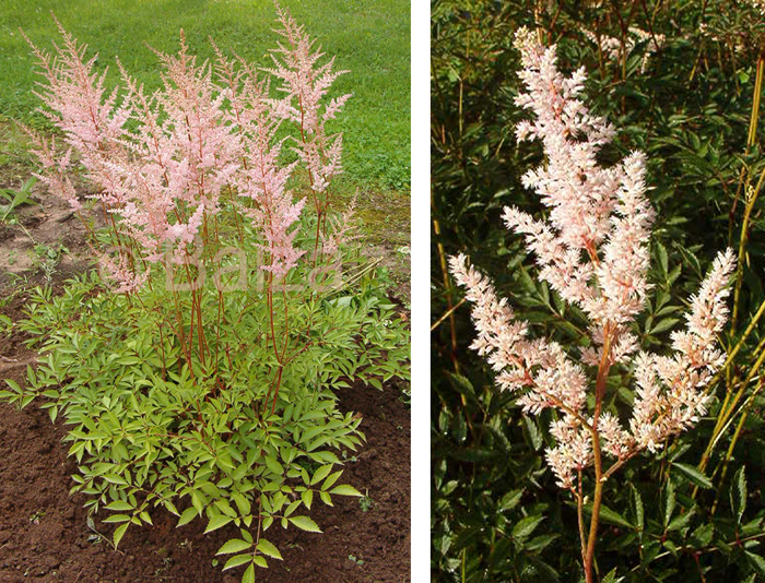 Jauna Perennials - Astilbe 'Lachskonigin' / Stādu audzētava "Baižas"