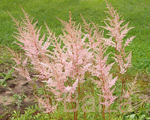 Astilbe 'Lachskonigin'