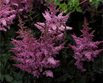 Astilbe 'Little Vision in Pink'