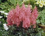 Astilbe 'Lollipop'
