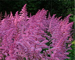 Astilbe 'Love and Pride'