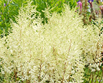 Astilbe 'Mighty Plonie'