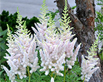 Astilbe 'Milk and Honey'
