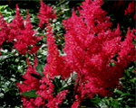 Astilbe 'Montgomery'