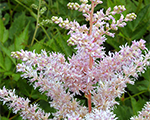 Arendsi astilbe 'Opal'