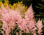 Astilbe 'Peacht Blossom'