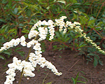 Astilbe 'Professor van der Wielen'