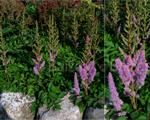Astilbe 'Pumila'