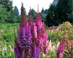Astilbe 'Purpurkerze'