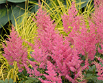 Astilbe 'Rheinland'