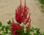 Astilbe 'Rise and Shine'