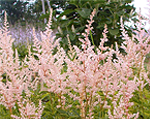 Arendsi astilbe 'Rosa Perle'