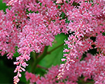 Astilbe 'Rosea'