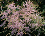 Astilbe 'Sprite'